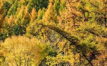AISS爱丝(黄金版) – 索菲与她的汽车医生：写真合集中的反思时刻